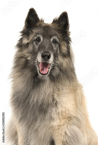 Fototapeta Naklejka Na Ścianę i Meble -  Portrait of a senior tervueren shepherd dog on a white background