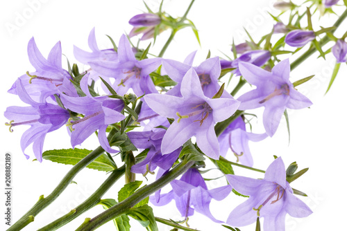 wild bellflower Campanula trachelium on a white background