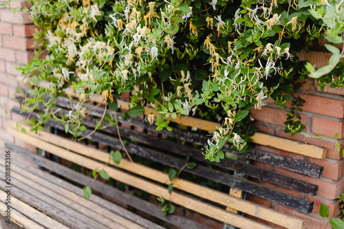 An old wooden bench under a bush of flowering honeysuckle.