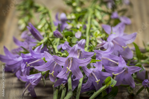 wild bellflower Campanula trachelium on an old wooden table background photo