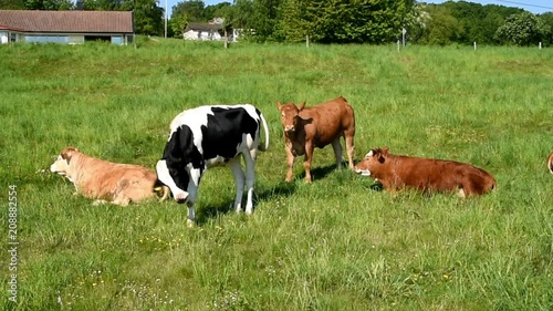 Four cows relaxing and grazing in a green field on a sunny day.