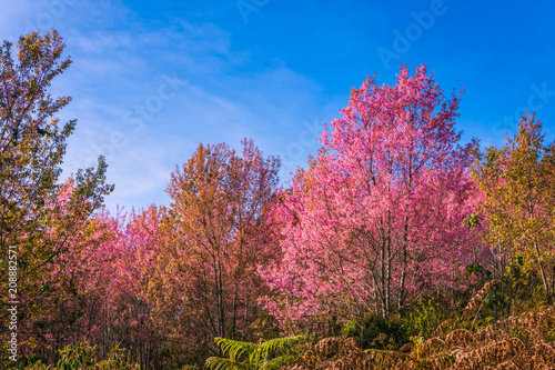 Wallpaper Mural Wild himalayan cherry in sunshine day Torontodigital.ca