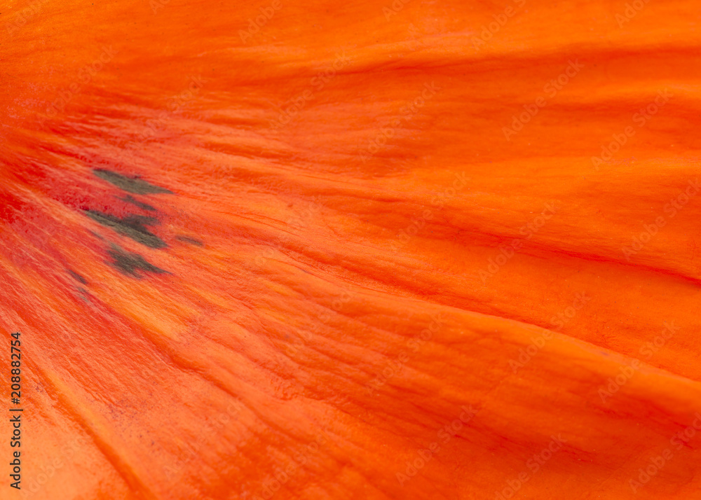 Full frame close up texture of a red poppy leaf for a background Full frame close up texture of a red poppy leaf for a background