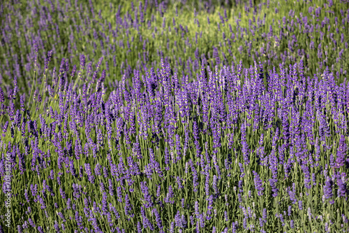  the blooming lavender flowers in Provence, near Sault, France