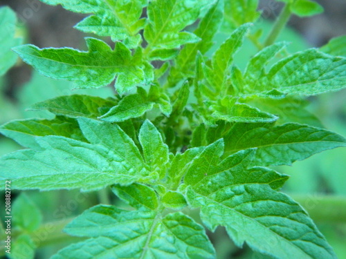Close up of a tomato plant
