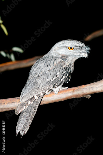 Australian Tawny Frogmouth perched on tree with dark background photo