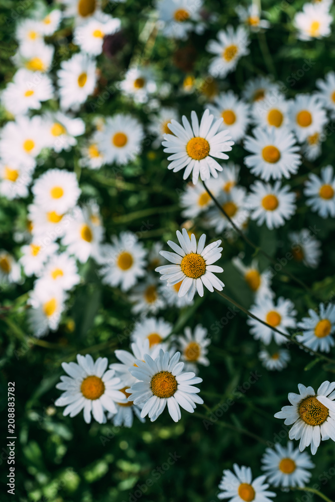 Fototapeta premium close up of floral background with beautiful chamomiles