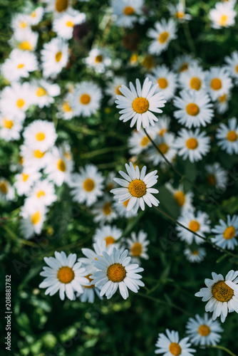 close up of floral background with beautiful chamomiles