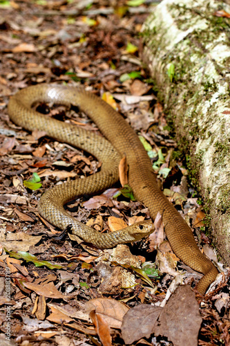 Australian Eastern Brown Snake basking in forest leaf litter