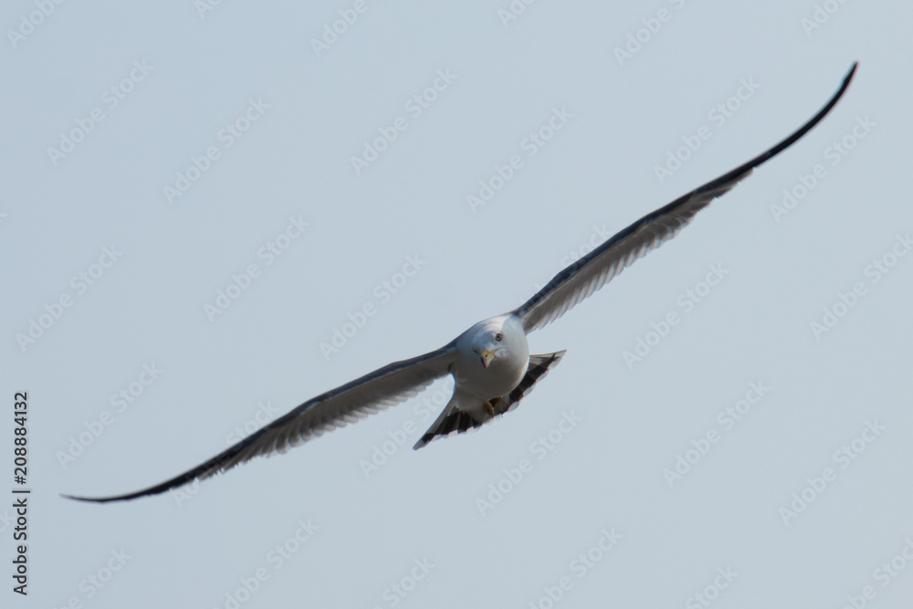Seagull is flying and hunting in the sky near the sea Seagull is flying and hunting in the sky near the sea