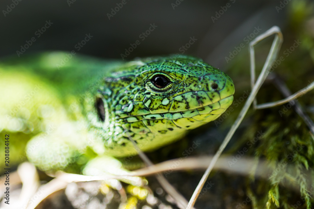 Male Lacerta Agilis Sand Lizard Reptile Animal Macro Portrait Close-up Male Lacerta Agilis Sand Lizard Reptile Animal Macro Portrait Close-up