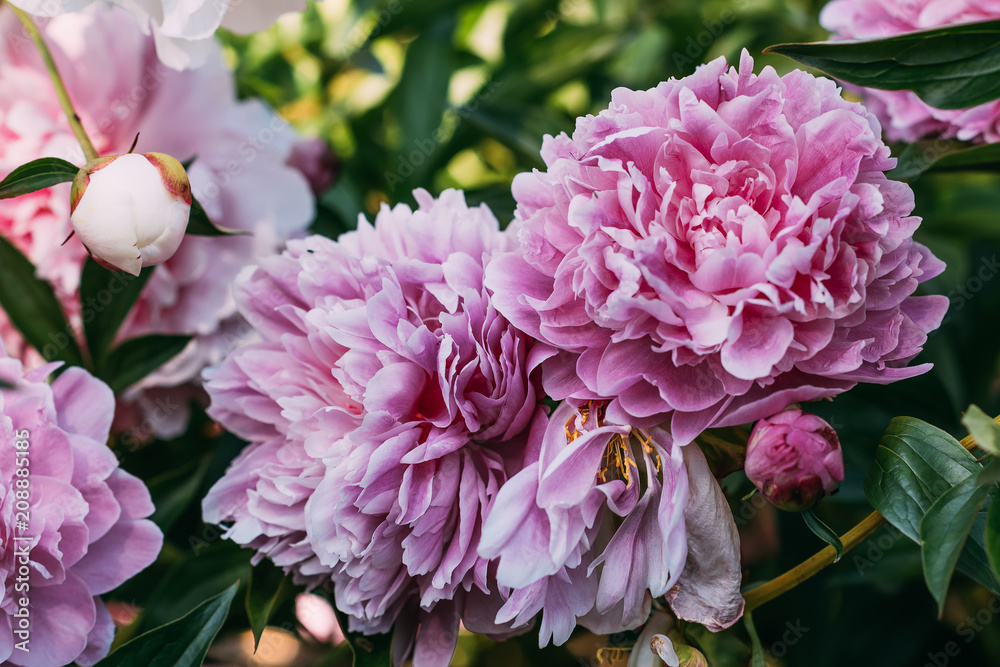 close up of pink peony flowers in garden