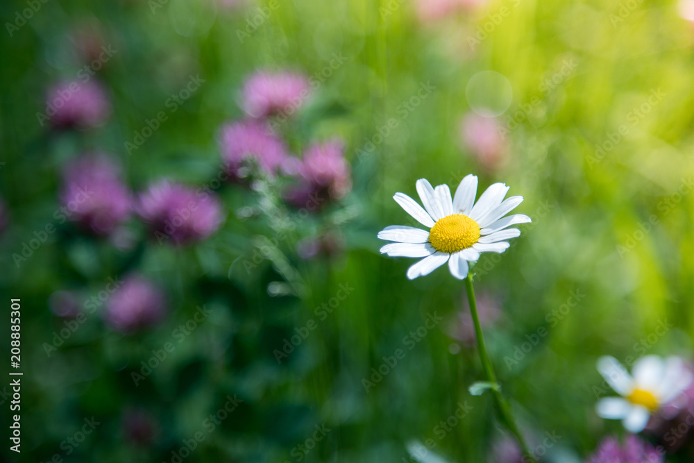 Bunte Blumenwiese mit Margarithe und Kleeblüten im Frühling Bunte Blumenwiese mit Margarithe und Kleeblüten im Frühling