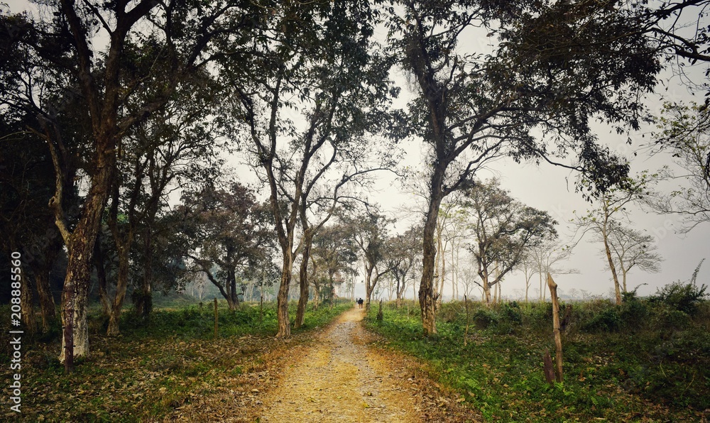 A lonely walk in Gorumara National Park A lonely walk in Gorumara National Park