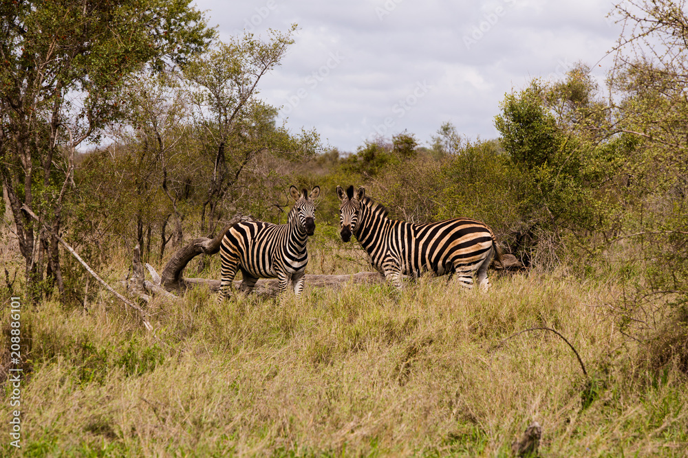 Obraz premium Two Staring Zebras