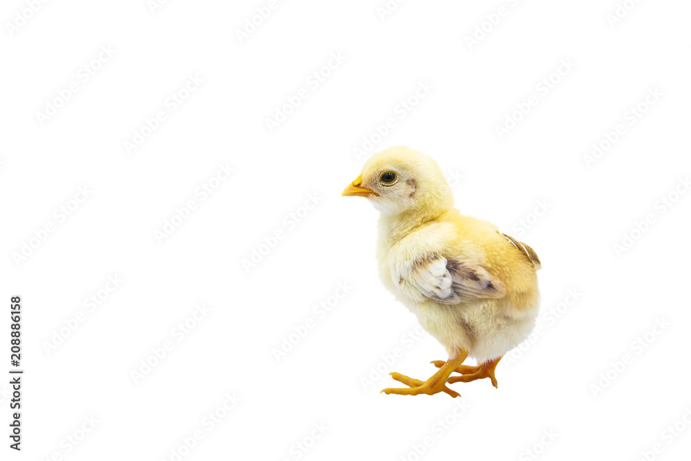 Cute baby chick standing with copy space. Isolated on white background