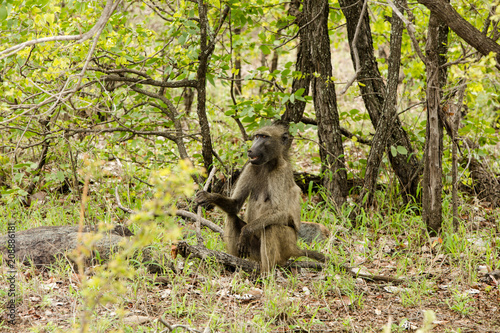 Sitting Monkey