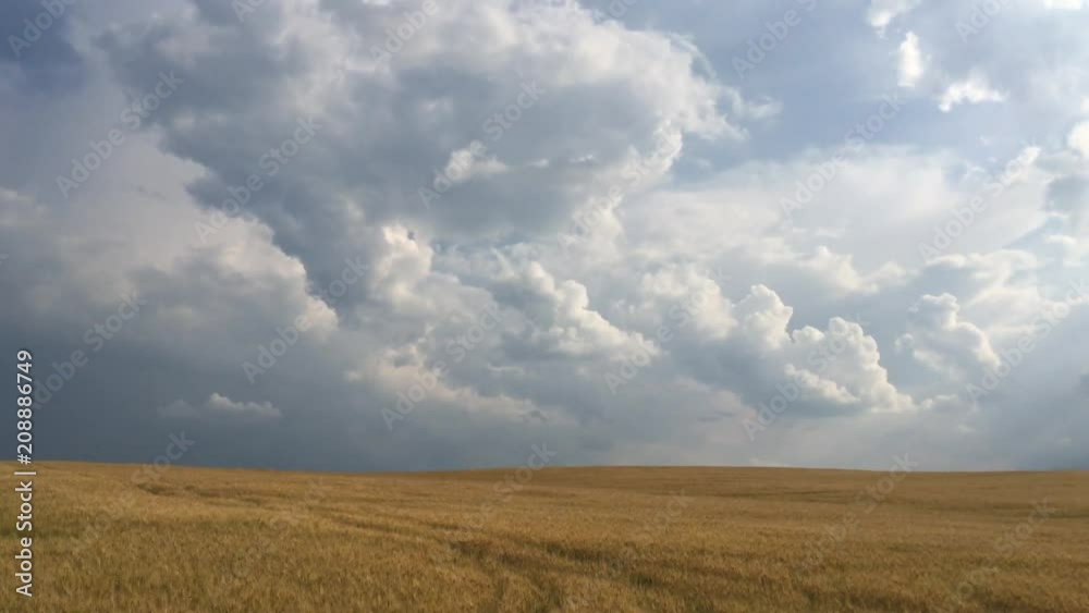 Summer landscape with wheat field and stormy clouds at sunset Summer landscape with wheat field and stormy clouds at sunset