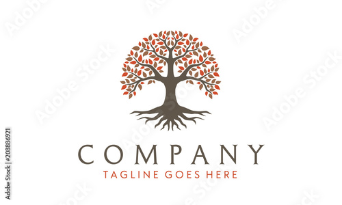 Root Leaf Family Tree of Life Oak Banyan Maple Stamp Seal Emblem Label  logo design vector