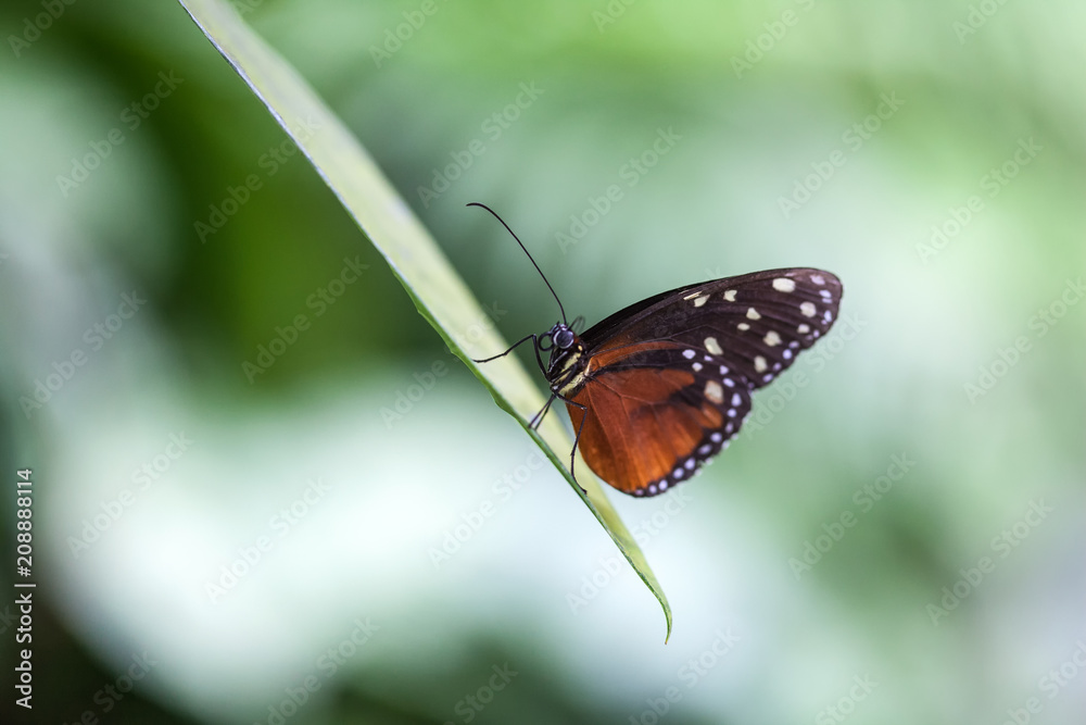 Naklejka premium Schmetterling vor grünem Hintergrund auf Blatt