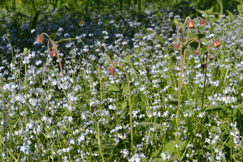 Forest motley grass.Background.
Geum river and forget-me-nots.
