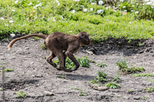 baby monkey