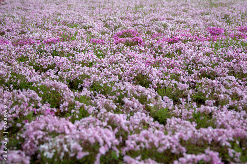 moss field at Shibazakura flower festival moss field at Shibazakura flower festival