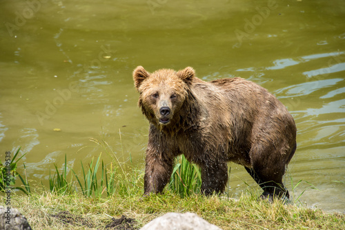 Brown bear