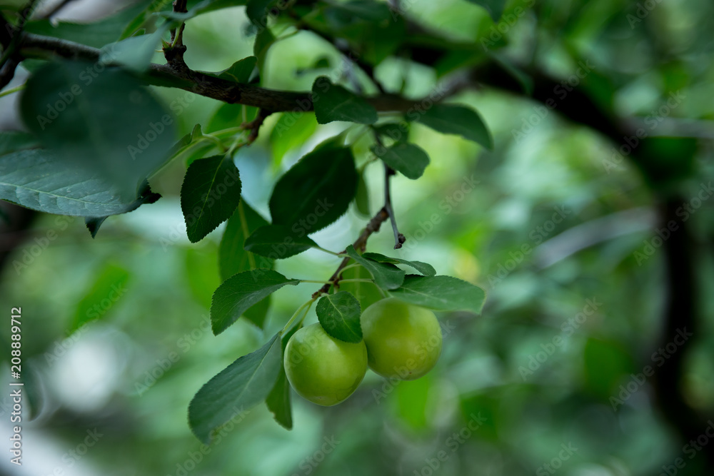 a lot of green plums on the branches of a tree in the garden