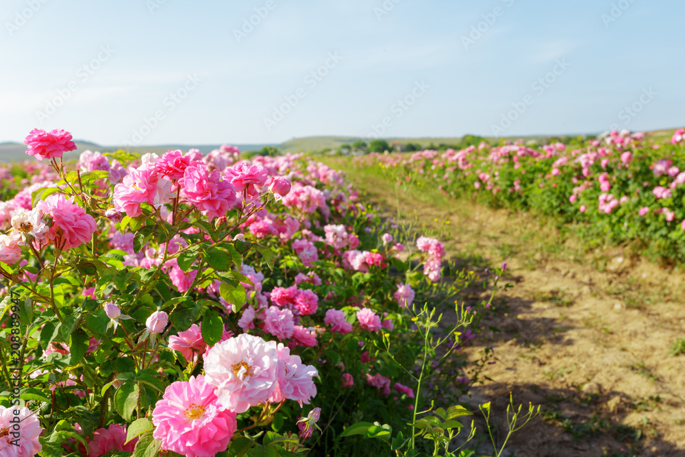 Field of roses
