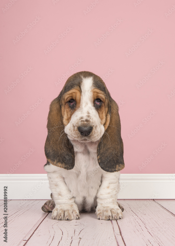 Basset hound puppy sitting looking cute on a pink studio living room setting in a vertical image