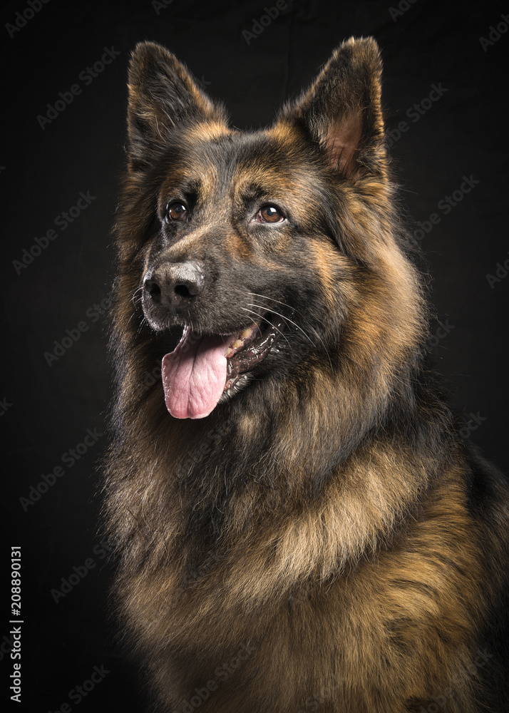 Portrait of a male german shepherd dog looking away on a black background Portrait of a male german shepherd dog looking away on a black background