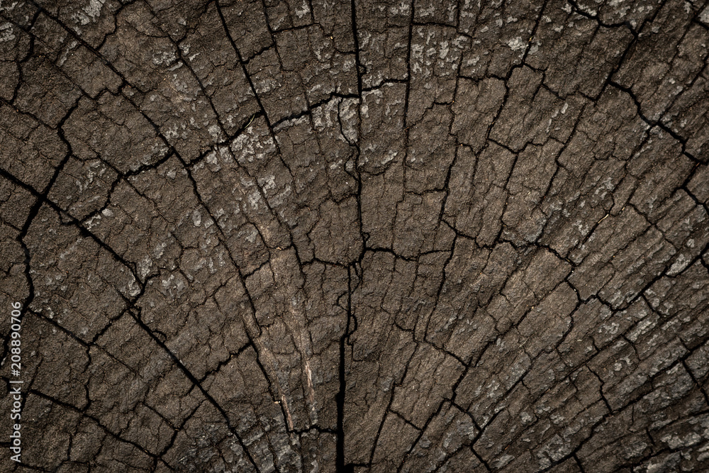 Dried stump texture , abstract background Dried stump texture , abstract background