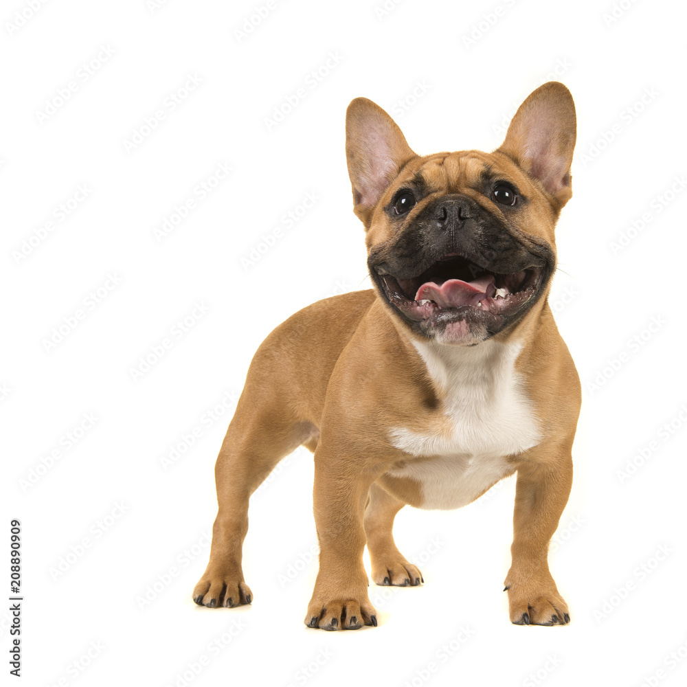 Cute french bulldog standing looking up with open mouth on a white background
