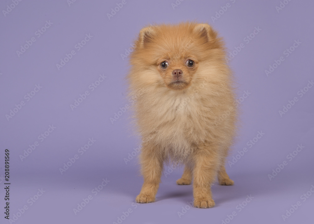 Cute mini spitz puppy dog standing looking at the camera on a lavender purple background
