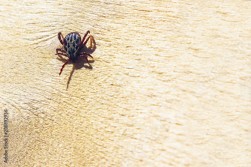 Encephalitic mite crawls on the table. photo