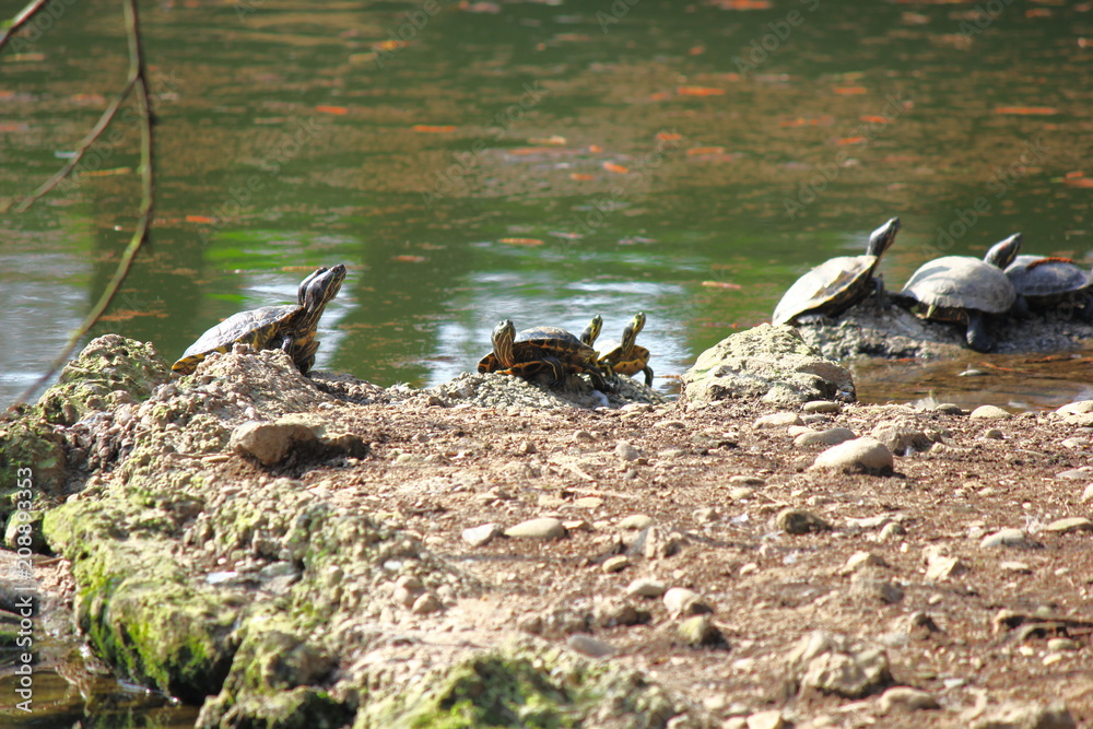 Fototapeta premium Turtles standing taking rest under the sun in a little lake