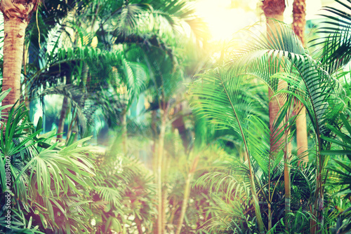 Palm trees over sky. Summer  holiday and travel concept with copy space. Palm branches with sun light effect. Background for design. Tropical jungle view