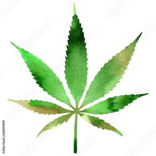 Hand drawn watercolor hemp leaf. Vector illustration for graphic and web design
