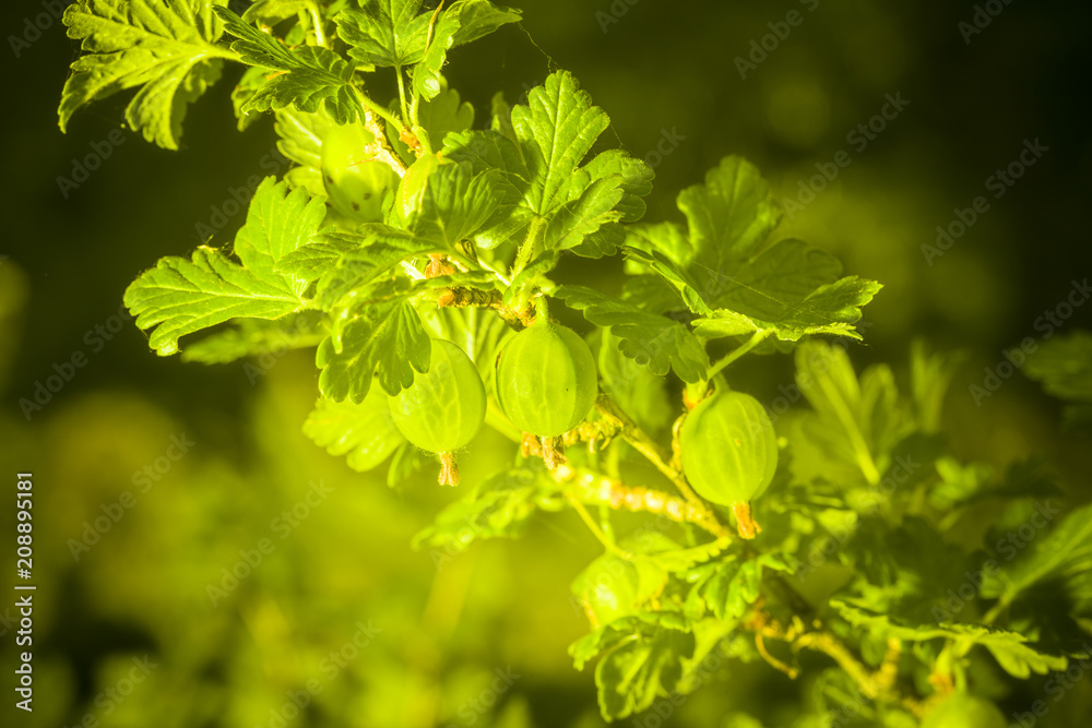 Stachelbeeren Stachelbeeren