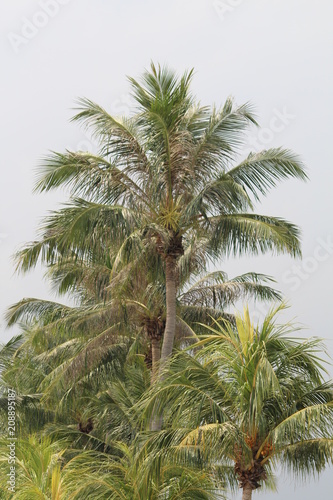 Palm