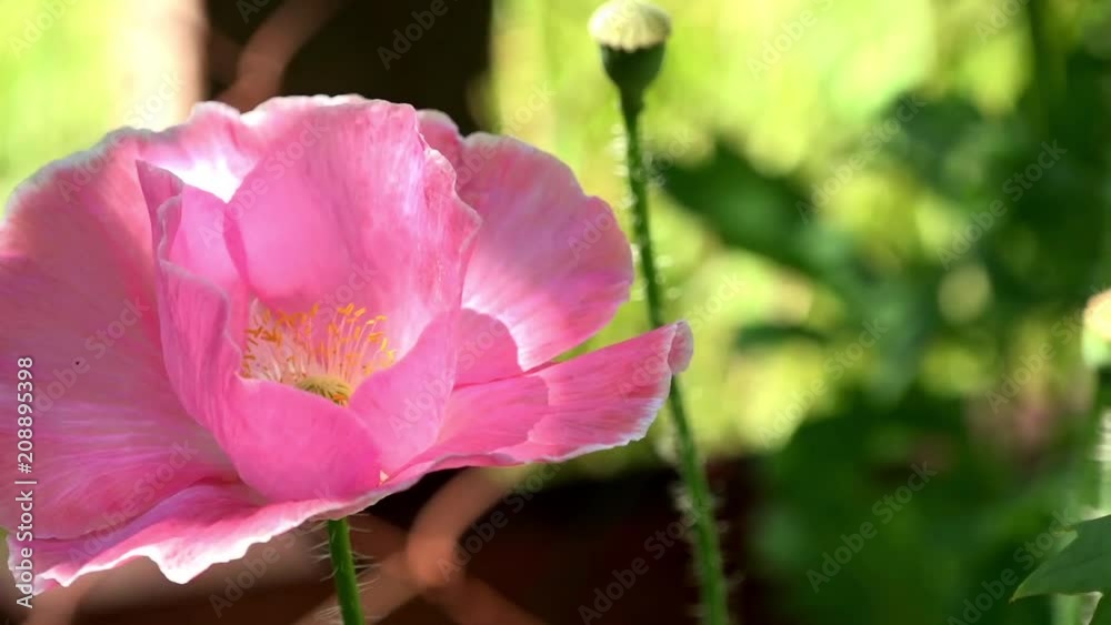 Poppy flowers moving in the wind.Purple, pink, red, different – poppy.Picturesque May contrasts. A delicate flower. Poppy flowers moving in the wind.Purple, pink, red, different – poppy.Picturesque May contrasts. A delicate flower.