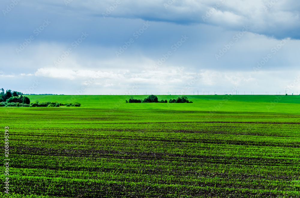 Fields in the countryside. Fields in the spring with crops. Bushes of trees in the middle of the field