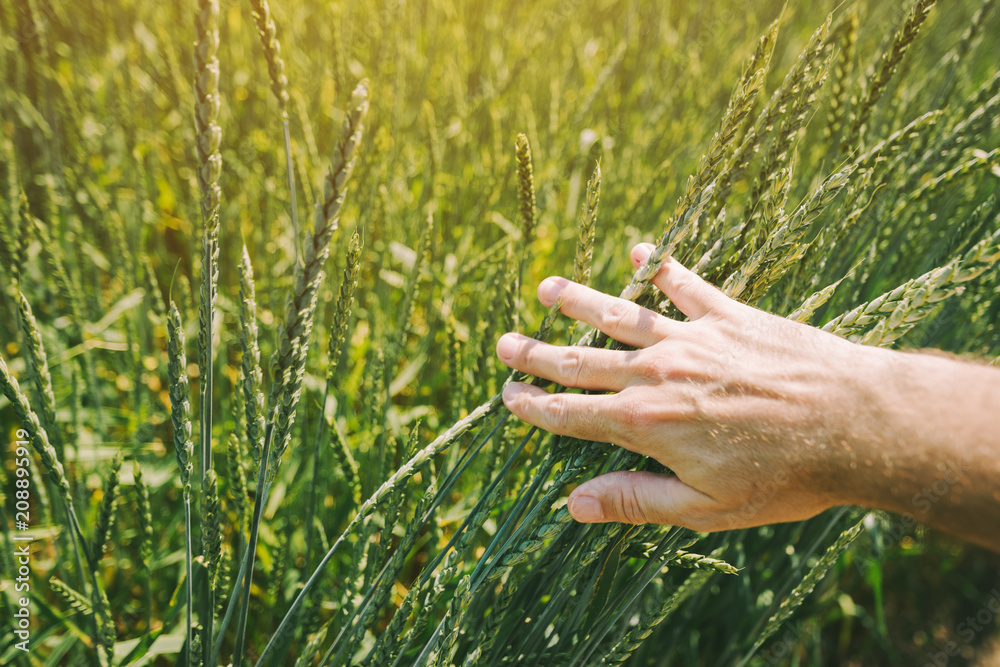 Farmer examining spelt wheat crop development in cultivated field