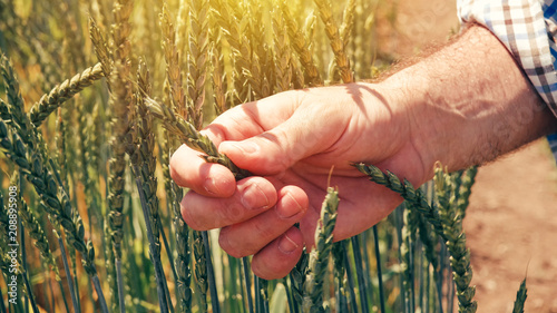 Farmer agronomist touching cultivated green spelt wheat plants in field
