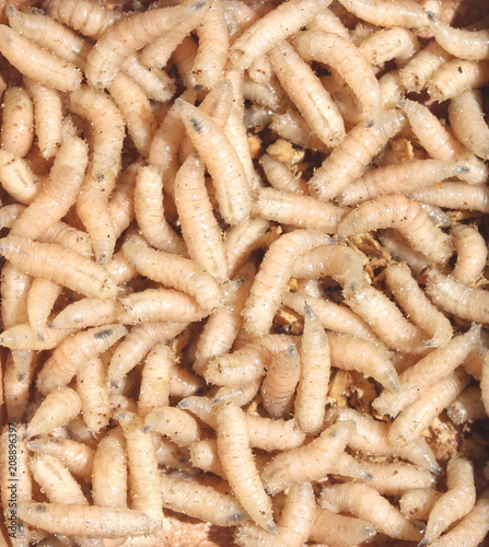 larvae of flies for fishing closeup © yarbeer