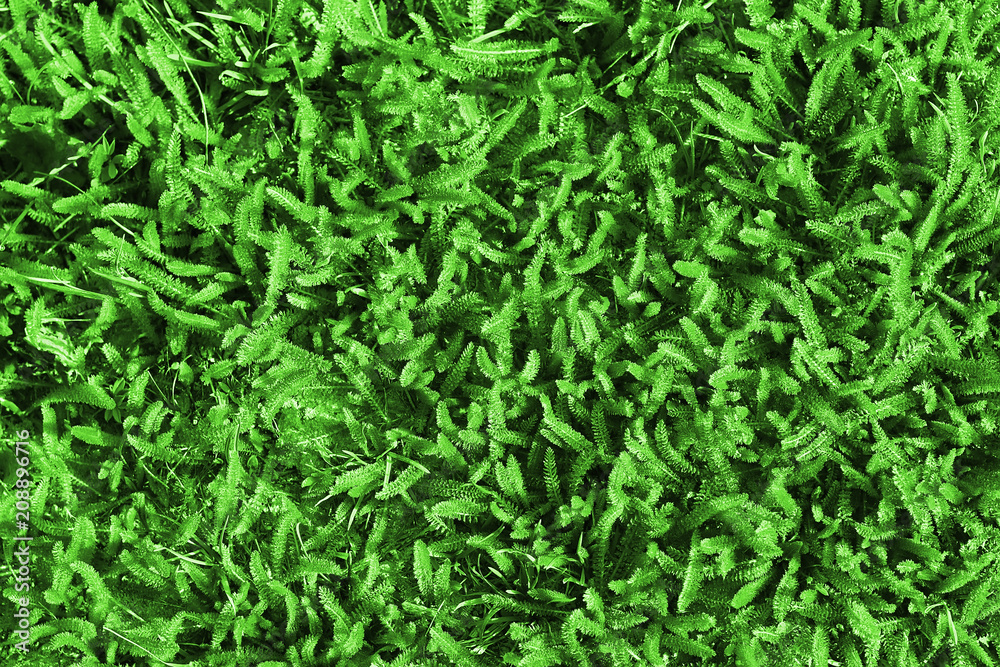 natural background. fresh spring grass. yarrow. natural background. fresh spring grass. yarrow.