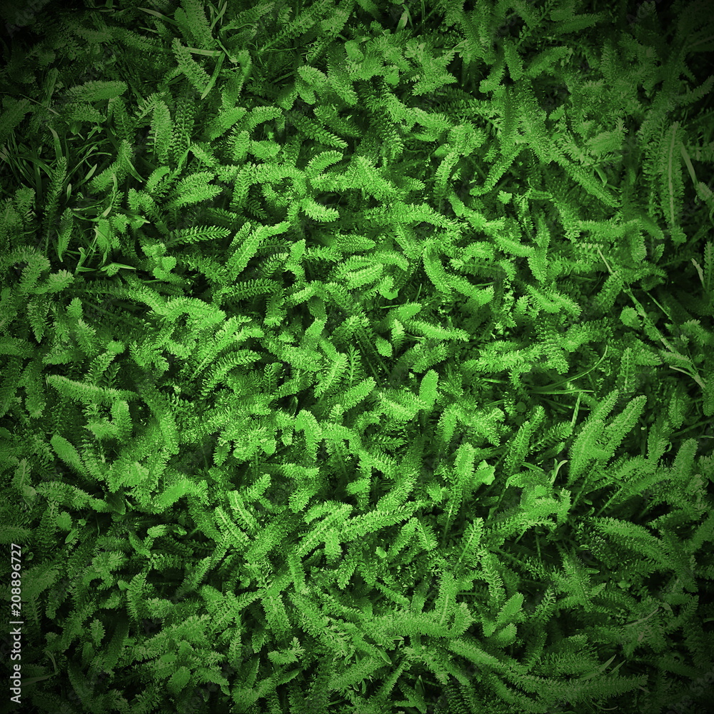 natural background. fresh spring grass. yarrow. natural background. fresh spring grass. yarrow.