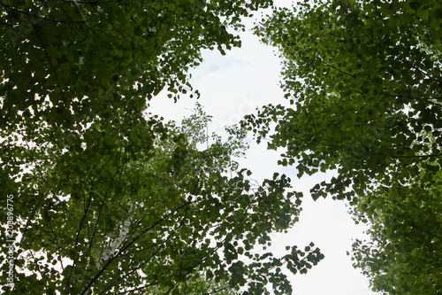 beautiful background  birch leaves against the sky  screensaver on the desktop  russian sadness