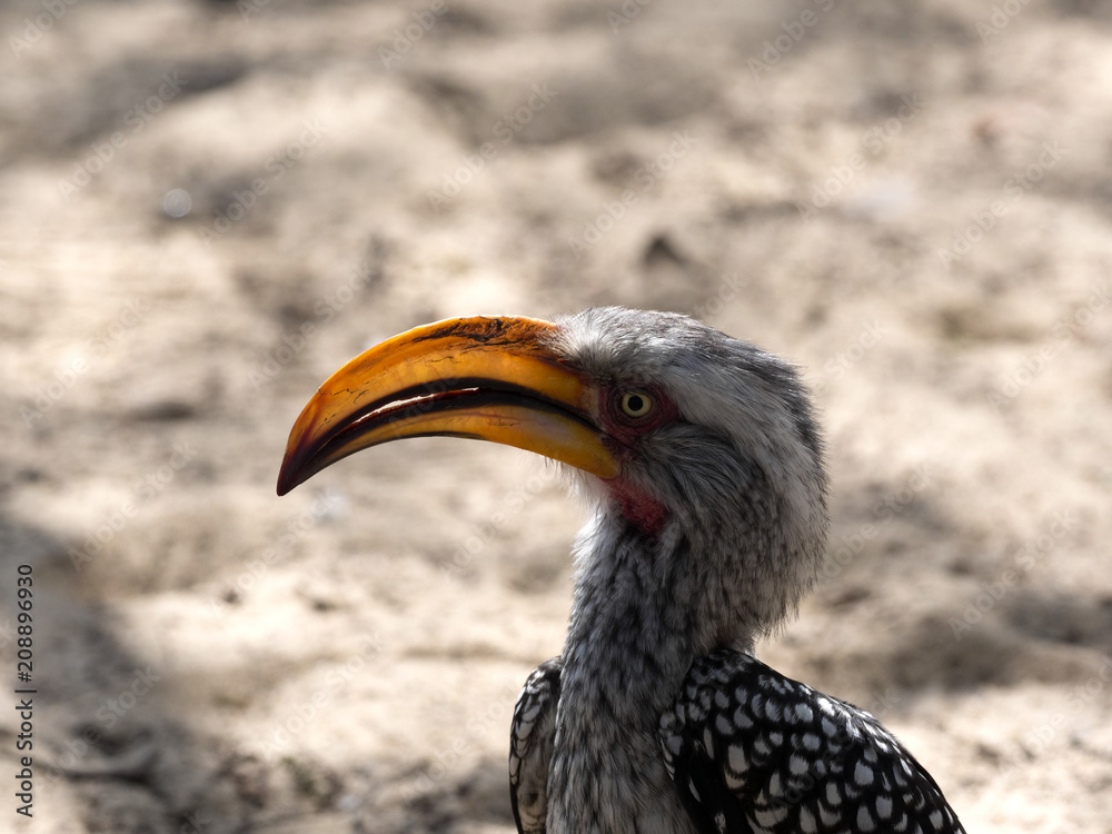Obraz premium Portrait of Yellow-billed hornbill, Tockus flavirostris, Botswana